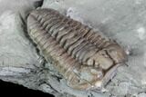Prone Flexicalymene Trilobite - Mt Orab, Ohio #85598-2